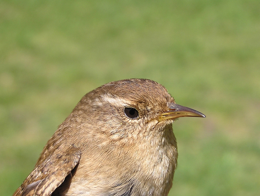 Winter Wren, Sundre 20070429